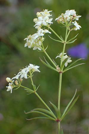 Galium pumilum \ Heide-Labkraut, Zierliches Labkraut / Slender Bedstraw, A Seckauer Tauern, Brandstätter Törl 27.7.2021