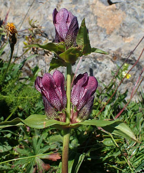 Gentiana pannonica \ Ungarischer Enzian, Pannonischer Enzian / Pannonic Gentian, Hungarian Gentian, A Eisenerzer Reichenstein 28.7.2021