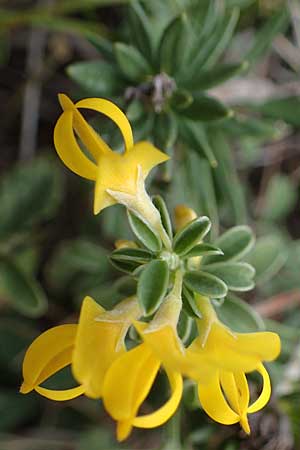 Genista pilosa \ Heide-Ginster, Behaarter Ginster / Hairy Greenweed, A Hainburg 25.9.2022