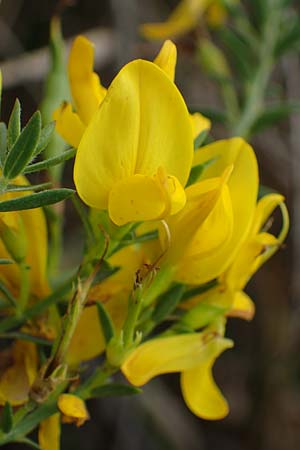 Genista pilosa \ Heide-Ginster, Behaarter Ginster / Hairy Greenweed, A Seewinkel, Podersdorf 28.9.2022