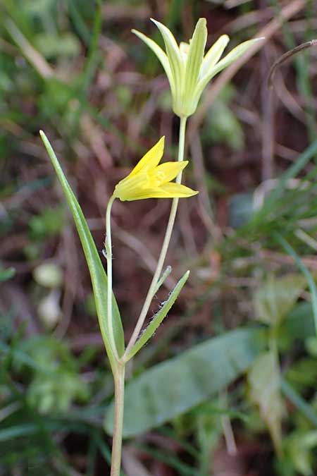 Gagea minima \ Kleiner Gelbstern, A Hainburg 3.4.2023