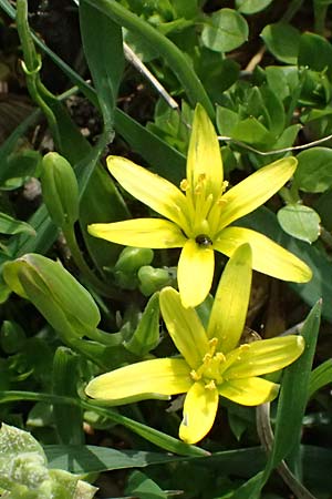 Gagea pusilla \ Zwerg-Gelbstern / Dwarf Star of Bethlehem, A Wien-Floridsdorf 6.3.2024