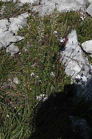 Koeleria macrantha \ Zierliches Schillergras, Steppen-Kammschmiele, A Kärnten, Petzen 21.7.2007