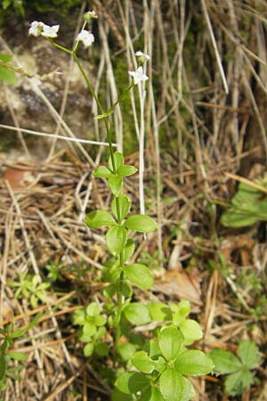 Galium rotundifolium \ Rundblttriges Labkraut / Round-Leaved Bedstraw, A Hinterotter 3.8.2011