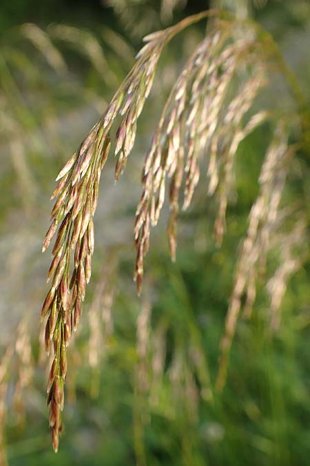 Deschampsia cespitosa \ Rasen-Schmiele / Tufted Hair Grass, Tussock Grass, A Trenchtling 3.7.2019