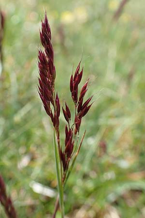 Helictotrichon praeustum \ Alpen-Wiesenhafer, A Trenchtling 3.7.2019