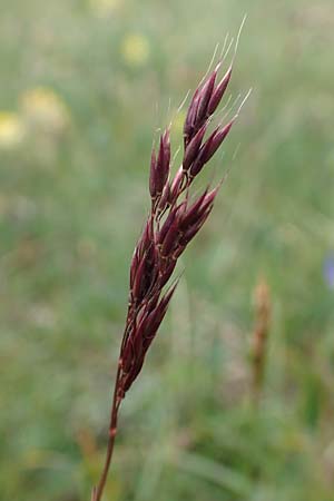 Helictotrichon praeustum \ Alpen-Wiesenhafer / Alpine Oat Grass, A Trenchtling 3.7.2019