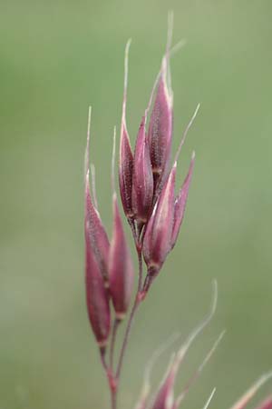 Helictotrichon praeustum \ Alpen-Wiesenhafer, A Trenchtling 3.7.2019