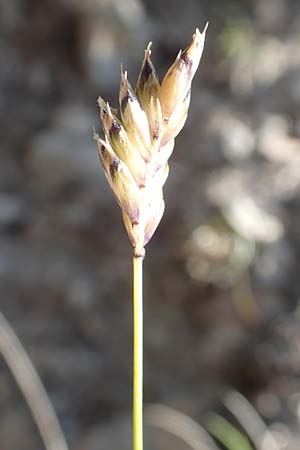 Oreochloa disticha \ Zweizeiliges Kopfgras / Oreochloa, A Nockberge, Klomnock 10.7.2019