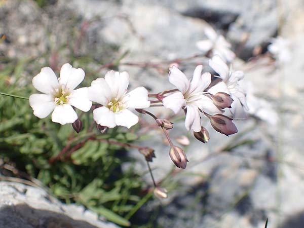 Gypsophila repens / Alpine Gypsophila, A Traweng 8.7.2020