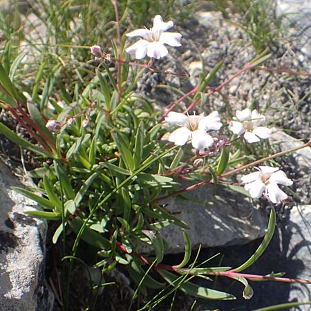 Gypsophila repens / Alpine Gypsophila, A Traweng 8.7.2020