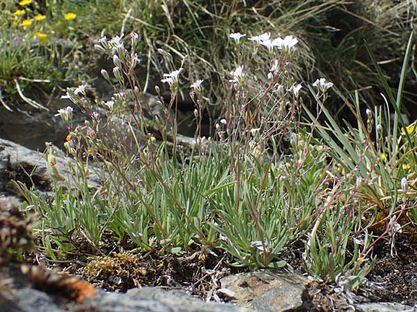 Gypsophila repens \ Kriechendes Gipskraut / Alpine Gypsophila, A Pusterwald, Eiskar 29.6.2021