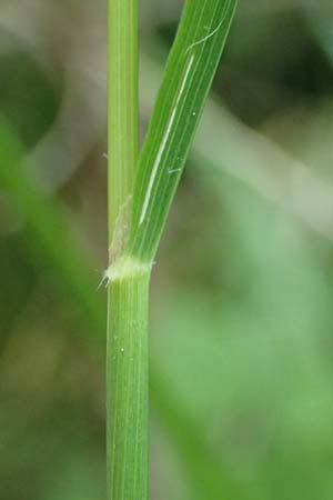 Calamagrostis arundinacea \ Wald-Reitgras, A Kraubath (Mur) 25.7.2021