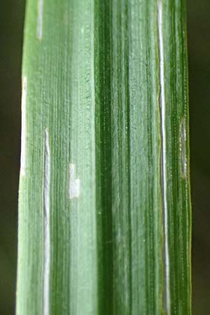 Calamagrostis arundinacea \ Wald-Reitgras, A Kraubath (Mur) 25.7.2021