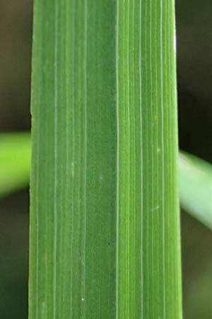 Calamagrostis arundinacea \ Wald-Reitgras, A Kraubath (Mur) 25.7.2021