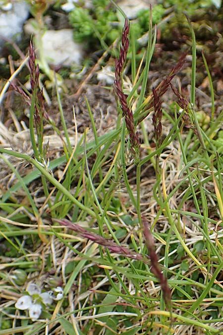 Agrostis rupestris \ Felsen-Straußgras / Rock Bentgrass, A Seckauer Tauern, Brandstätter Törl 27.7.2021