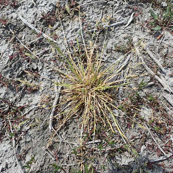 Poa annua \ Einjhriges Rispengras / Annual Blue Grass, A Seewinkel, Apetlon 8.5.2022