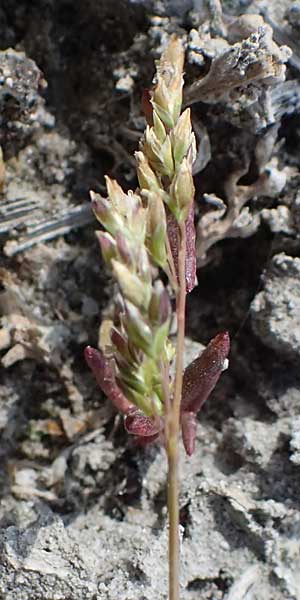 Poa annua \ Einjhriges Rispengras / Annual Blue Grass, A Seewinkel, Apetlon 8.5.2022