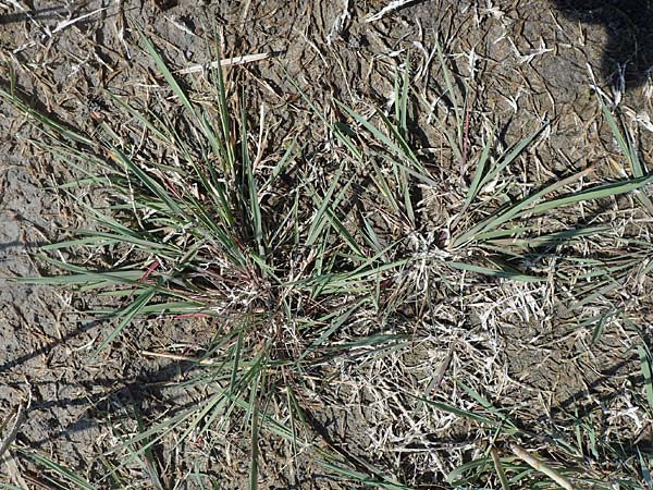 Agrostis stolonifera \ Weies Straugras / Creeping Bentgrass, A Seewinkel, Podersdorf 10.5.2022