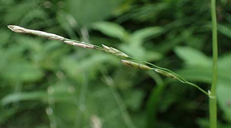 Glyceria notata \ Falt-Schwaden / Marked Glyceria, Plicate Sweet-Grass, A Deutschlandsberger Klause 30.6.2022