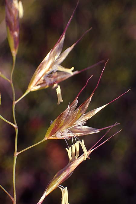 Helictotrichon versicolor \ Bunter Wiesenhafer, A Kärnten, Koralpe 30.6.2022