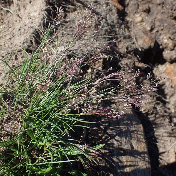 Agrostis rupestris \ Felsen-Straußgras / Rock Bentgrass, A Kärnten/Carinthia, Koralpe 1.7.2022