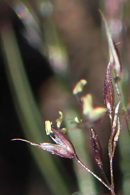 Agrostis rupestris \ Felsen-Straugras, A Kärnten, Koralpe 1.7.2022