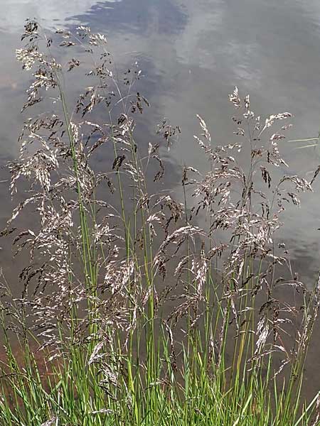 Deschampsia cespitosa \ Rasen-Schmiele, A Kärnten, Koralpe 1.7.2022