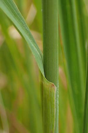 Molinia caerulea \ Pfeifengras / Moor Grass, A Mattersburg 24.9.2022