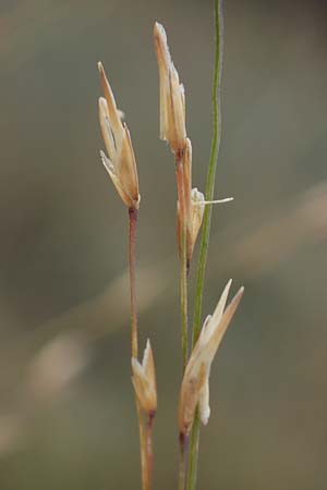 Molinia caerulea \ Pfeifengras / Moor Grass, A Mattersburg 24.9.2022