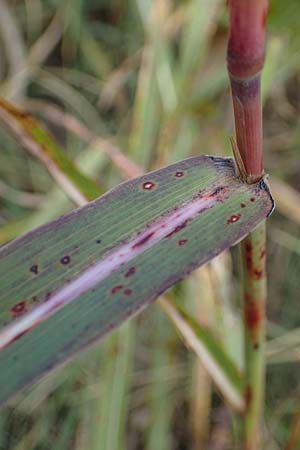 Panicum dichotomiflorum \ Gabelästige Rispen-Hirse / Fall Panicgrass, A Seewinkel,  Apetlon 26.9.2022