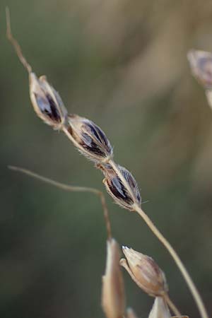 Panicum dichotomiflorum \ Gabelstige Rispen-Hirse / Fall Panicgrass, A Seewinkel, Apetlon 26.9.2022