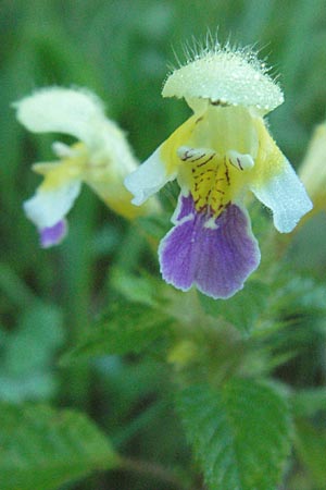 Galeopsis speciosa \ Bunter Hohlzahn / Large-flowered Hemp-Nettle, A Hengstpass 14.7.2007