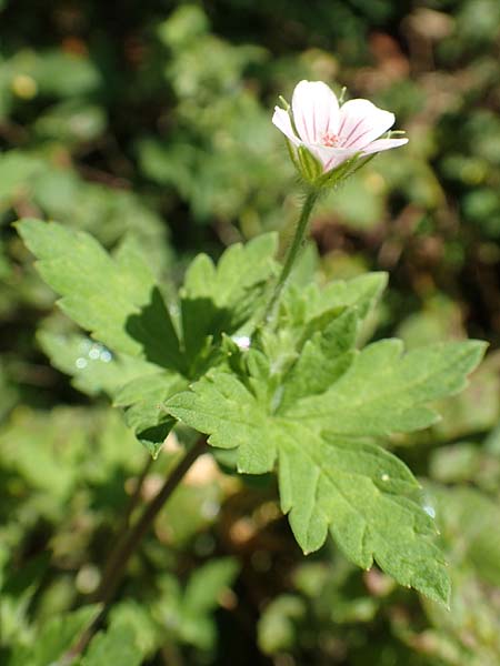 Geranium sibiricum \ Sibirischer Storchschnabel, A Kärnten, St. Kanzian am Klopeiner See 9.8.2016