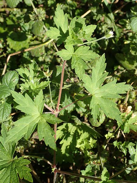 Geranium sibiricum \ Sibirischer Storchschnabel, A Kärnten, St. Kanzian am Klopeiner See 9.8.2016