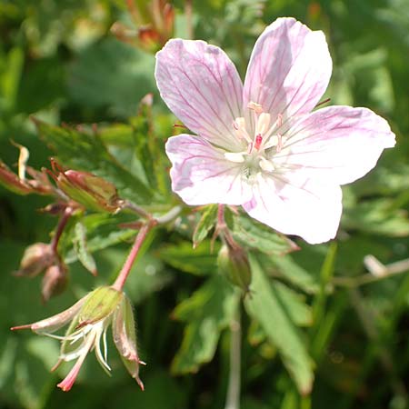 Geranium sylvaticum \ Wald-Storchschnabel / Wood Crane's-Bill, A Rax 28.6.2020