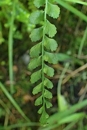 Asplenium viride \ Grnstieliger Streifenfarn, A Kraubath (Mur) 27.6.2021