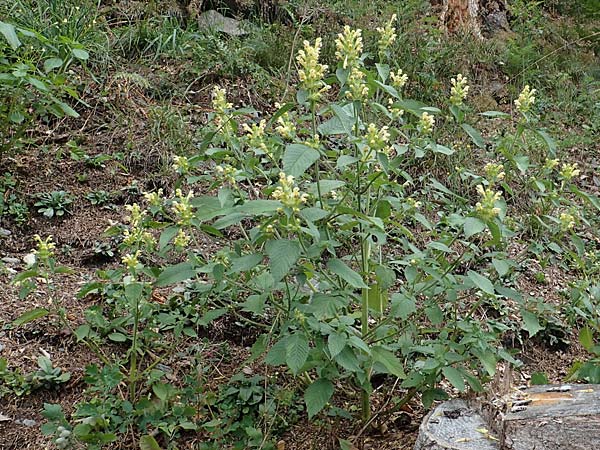 Galeopsis speciosa \ Bunter Hohlzahn / Large-flowered Hemp-Nettle, A Pölstal-Oberzeiring 25.7.2021