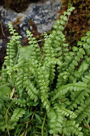 Asplenium viride \ Grnstieliger Streifenfarn, A Niedere Tauern, Sölk-Pass 26.7.2021