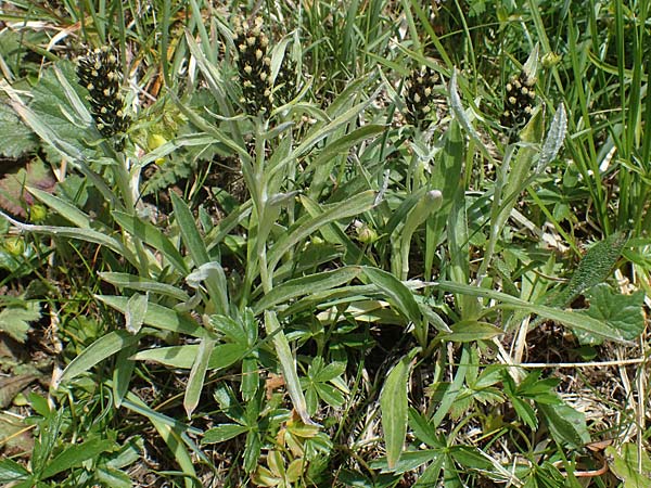 Gnaphalium sylvaticum \ Wald-Ruhrkraut, A Wölzer Tauern, Hohenwart 29.7.2021