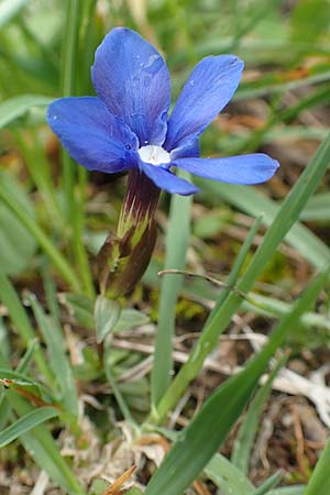 Gentiana verna / Spring Gentian, A Carinthia, Feistritz im Rosental 17.5.2016