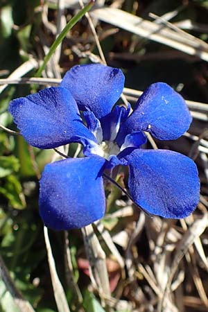 Gentiana verna \ Frhlings-Enzian / Spring Gentian, A Namlos 1.5.2019