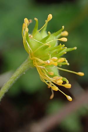 Anemone ranunculoides \ Gelbes Windrschen / Yellow Anemone, A Loosdorf 3.4.2023