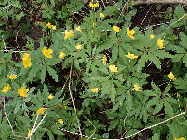 Anemone ranunculoides \ Gelbes Windrschen, A Loosdorf 3.4.2023