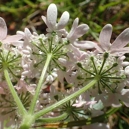 Heracleum austriacum subsp. siifolium \ Merk-Brenklau, Roter sterreich-Brenklau, A Kärnten, Petzen 8.8.2016