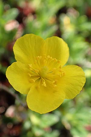 Helianthemum alpestre \ Alpen-Sonnenrschen / Alpine Rock-Rose, A Trenchtling 3.7.2019