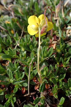 Helianthemum alpestre \ Alpen-Sonnenrschen / Alpine Rock-Rose, A Trenchtling 3.7.2019