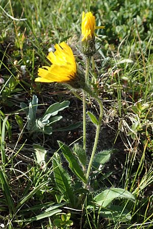 Hieracium alpinum \ Alpen-Habichtskraut, A Nockberge, Klomnock 10.7.2019