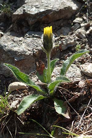 Hieracium alpinum \ Alpen-Habichtskraut, A Nockberge, Klomnock 10.7.2019