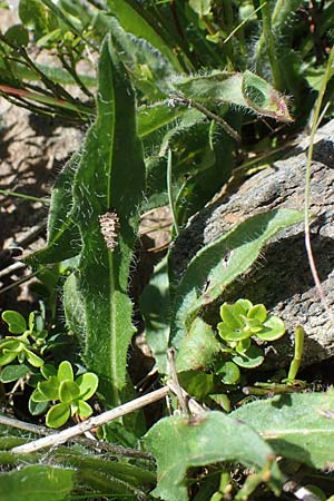 Hieracium alpinum \ Alpen-Habichtskraut, A Kärnten, Koralpe 1.7.2022